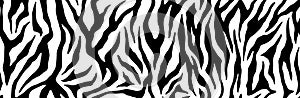 Zebra fur repeating texture. Animal skin stripes, jungle wallpapers. Black and white seamless pattern. Vector