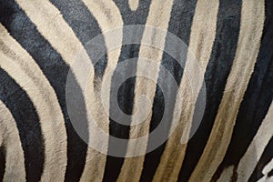 Zebra fur texture