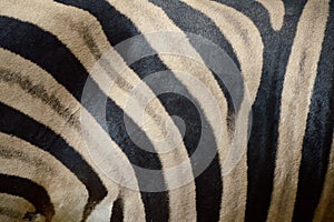 Zebra fur texture