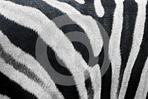 Zebra fur texture img