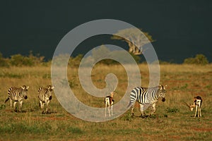 Zebra and gazelle photo
