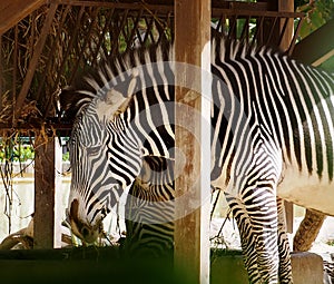 Zebra Or Genus Equus