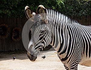 Zebra Or Genus Equus