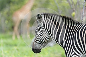 Zebra with giraffe in the background