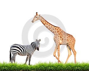 Zebra giraffe with green grass isolated