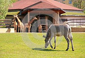 Zebra and giraffes in moscow zoo