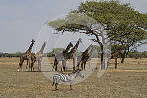 A Zebra and Giraffes in Tanzania