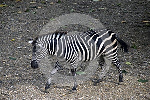 Zebra gracefully strolling on rocky terrain, foraging for sustenance.