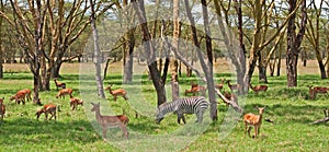 Zebra and Grant Gazelle photo