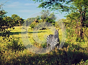 Zebra in grass on African savanna.