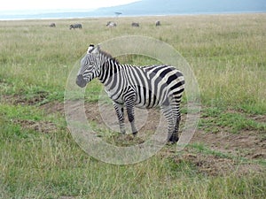 Zebra in the grass nature habitat