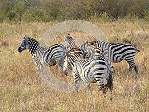 Zebra in the grass nature habitat photo