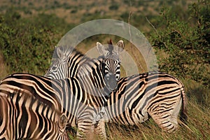 Zebra in the grass photo