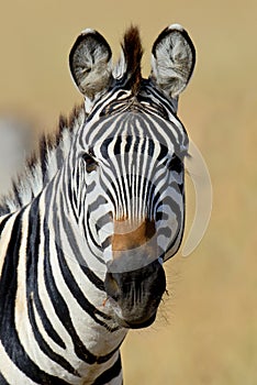 Zebra on grassland in Africa