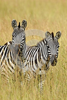 Zebra on grassland in Africa