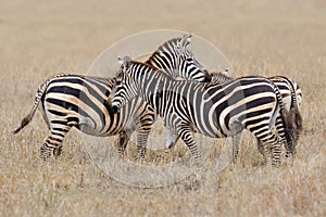 Zebra on grassland in Africa