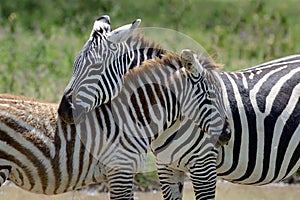 Zebra on grassland in Africa