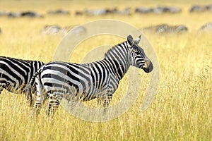 Zebra on grassland in Africa