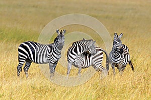 Zebra on grassland in Africa