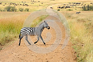 Zebra on grassland in Africa