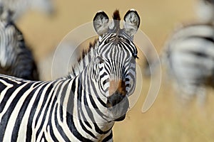 Zebra on grassland in Africa