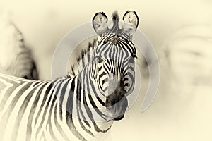 Zebra on grassland in Africa. Vintage effect