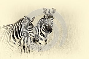 Zebra on grassland in Africa. Vintage effect