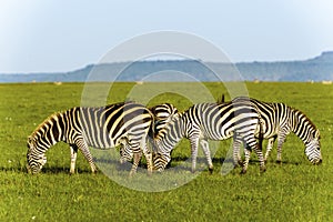 Zebra on grassland in Africa