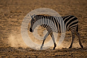 Zebra on grassland in Amboseli National Park ,Kenya.