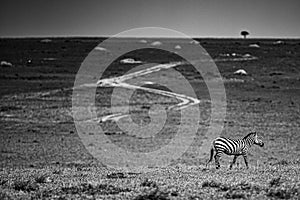A Zebra on the grasslands of Masai Mara