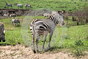 A Zebra on the grasslands of Masai Mara