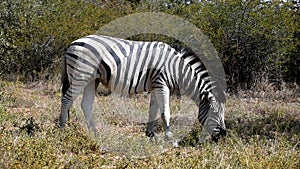 Zebra graze, Botswana, Africa safari wildlife