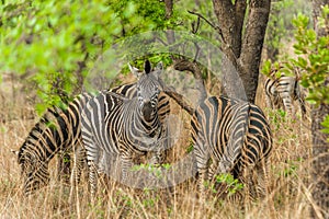 Zebra graze peacefully under acacia trees