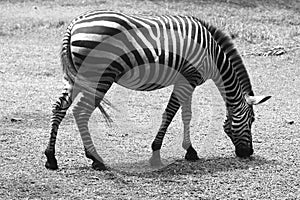 a zebra grazes alone in a field