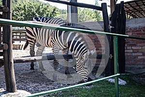 Zebra grazes the grass in a cage behind cage fence