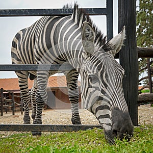 A zebra grazes the grass photo