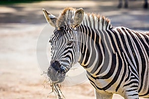 The zebra grazes in the zoo