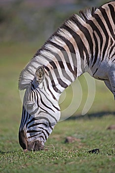 Zebra Grazing