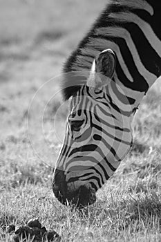 Zebra grazing