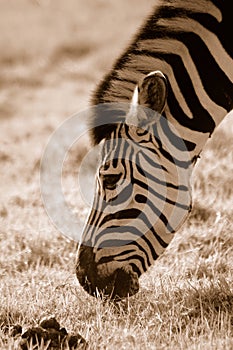 Zebra grazing