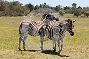 Zebra grazing