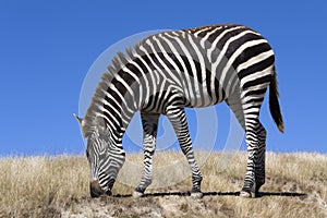 Zebra grazing