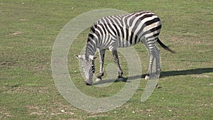 Zebra grazing fresh green grass in the zoo