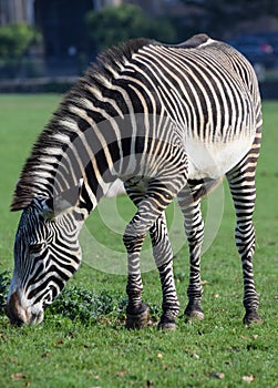 Zebra grazing on grass