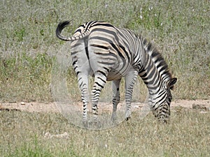 Zebra grazing the grass in Kruger National Park, northeastern South Africa