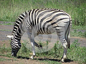 Zebra grazing on grass in at Midmar nature reserve in KwaZulu-Natal South Africa