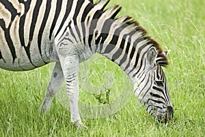 Zebra grazing on grass in Umfolozi Game Reserve, South Africa, established in 1897 photo