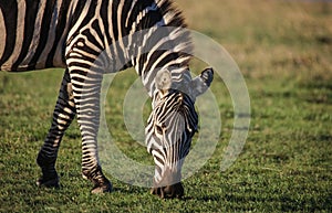 Zebra grazing on green grass