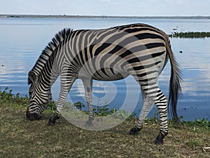 Zebra Grazing by the Lake