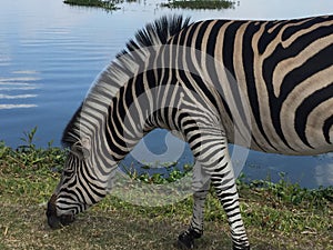 Zebra Grazing by the Lake